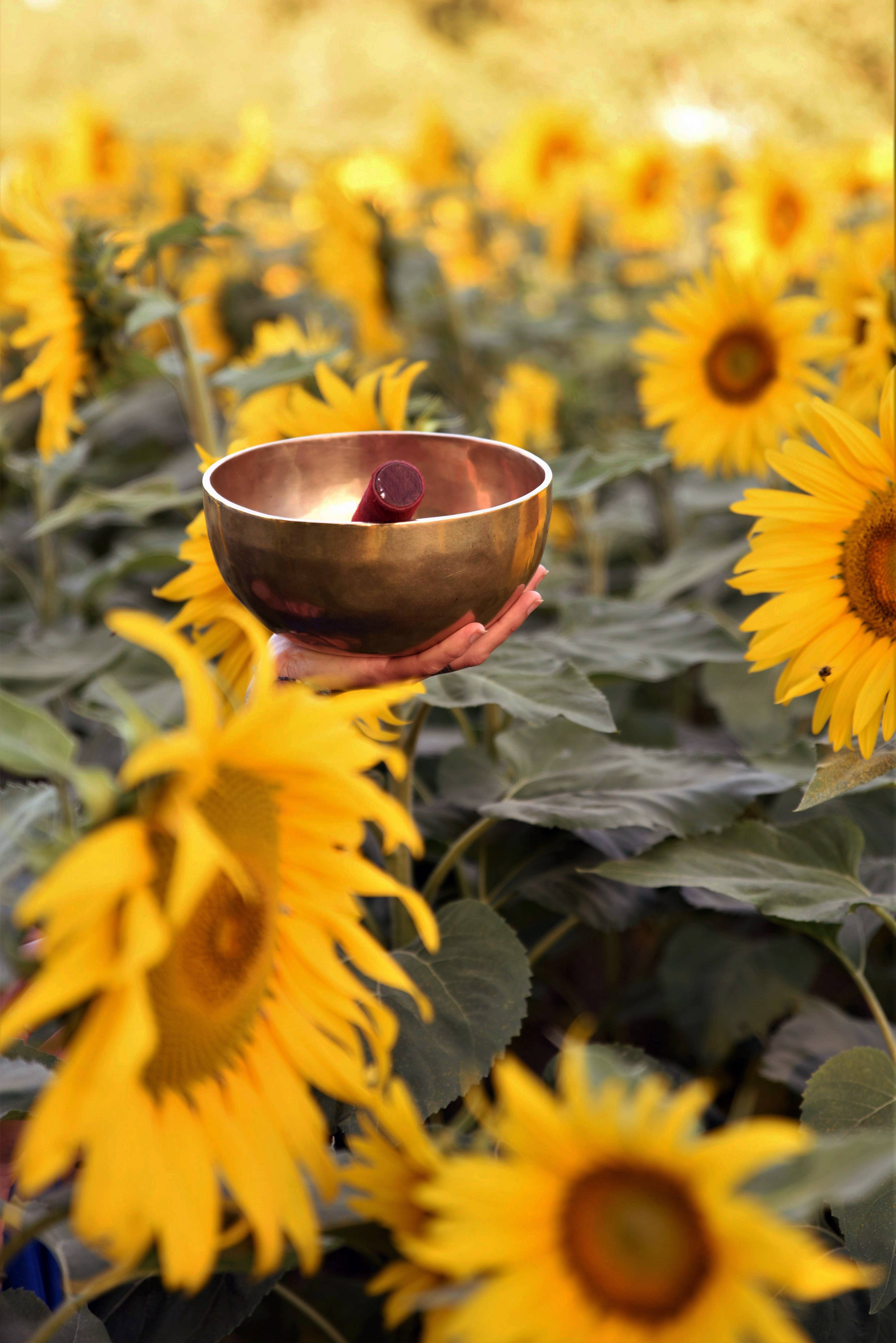 bol dans les tournesols