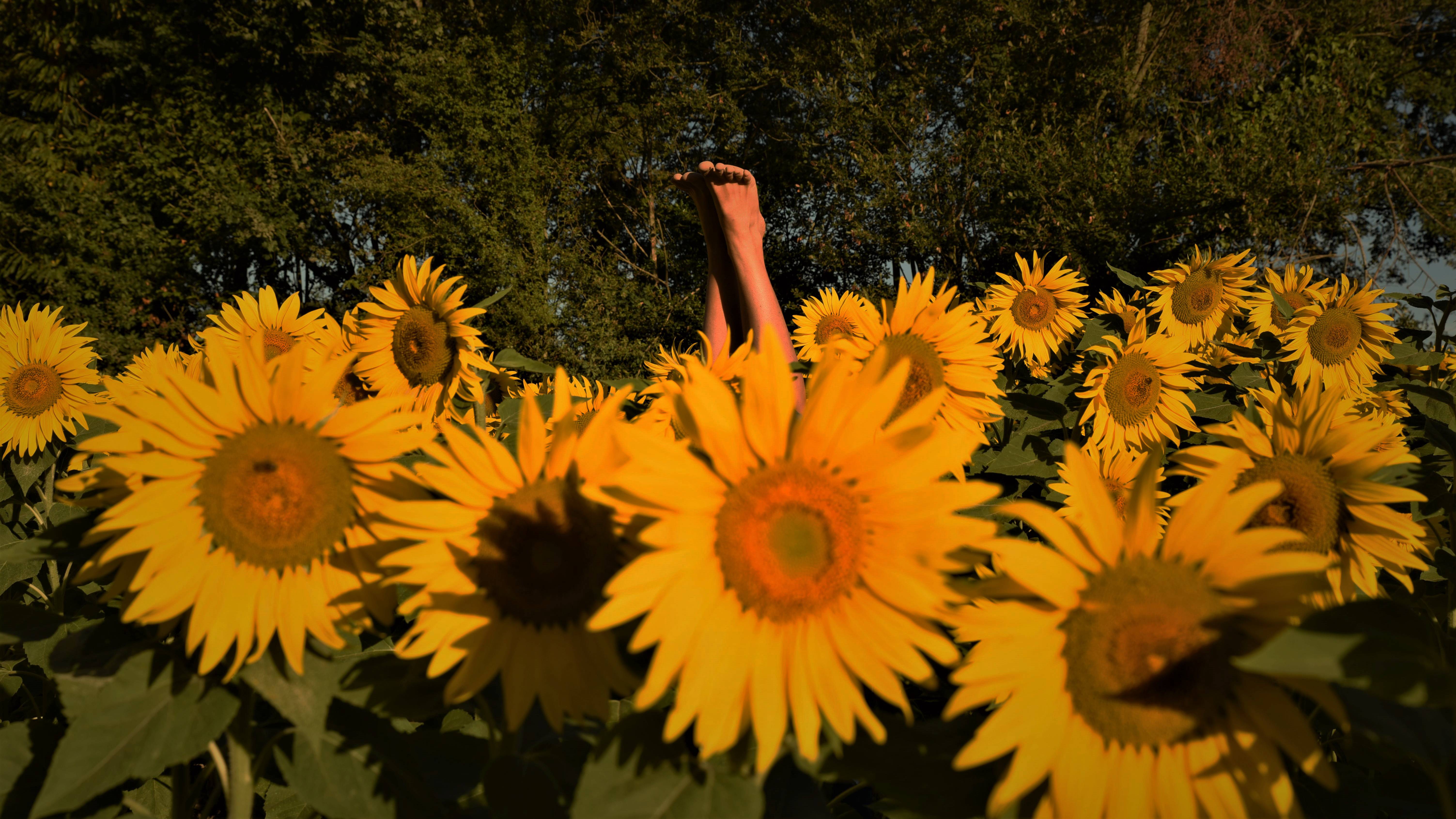image de pied dépassant d'un champ de tournesol